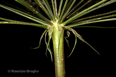 Immagine 5 di 7 - Laserpitium latifolium L.