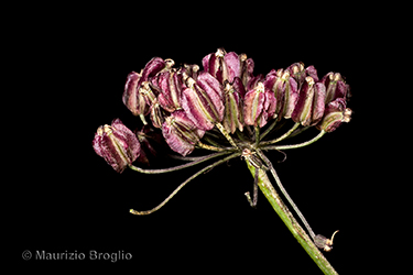 Immagine 6 di 7 - Laserpitium latifolium L.