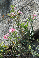 Immagine 2 di 4 - Nerium oleander L.