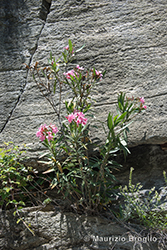 Immagine 3 di 4 - Nerium oleander L.
