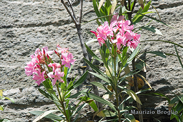Immagine 4 di 4 - Nerium oleander L.