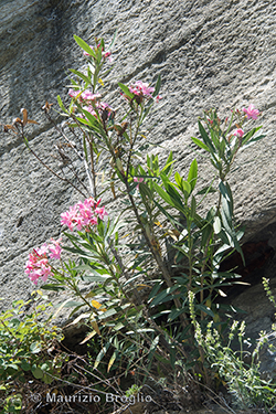 Nerium oleander L.