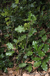 Immagine 6 di 8 - Ilex aquifolium L.