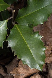 Immagine 8 di 8 - Ilex aquifolium L.