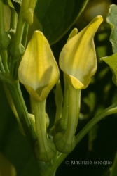 Immagine 4 di 4 - Aristolochia clematitis L.