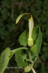 Immagine 1 di 4 - Aristolochia pallida Willd.