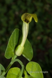 Immagine 2 di 4 - Aristolochia pallida Willd.