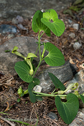 Immagine 3 di 4 - Aristolochia pallida Willd.