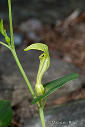 Immagine 4 di 4 - Aristolochia pallida Willd.