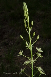 Immagine 1 di 2 - Loncomelos pyrenaicum (L.) Hrouda ex Holub