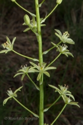 Immagine 2 di 2 - Loncomelos pyrenaicum (L.) Hrouda ex Holub