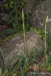 Immagine 3 di 6 - Loncomelos pyrenaicum (L.) Hrouda ex Holub