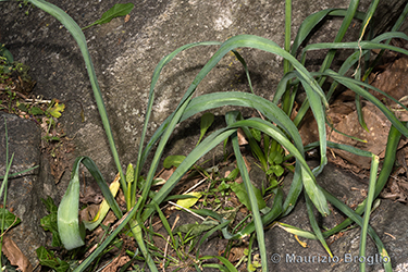 Immagine 4 di 6 - Loncomelos pyrenaicum (L.) Hrouda ex Holub