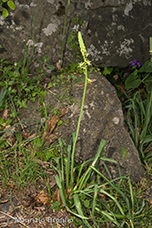 Immagine 5 di 6 - Loncomelos pyrenaicum (L.) Hrouda ex Holub