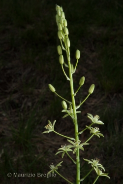 Loncomelos pyrenaicum (L.) Hrouda ex Holub