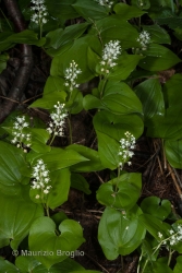 Immagine 2 di 4 - Maianthemum bifolium (L.) F.W. Schmidt