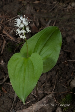 Maianthemum bifolium (L.) F.W. Schmidt