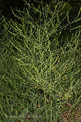 Immagine 1 di 6 - Asparagus officinalis L.