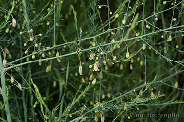 Immagine 2 di 6 - Asparagus officinalis L.