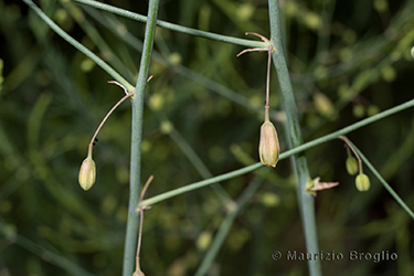 Immagine 3 di 6 - Asparagus officinalis L.