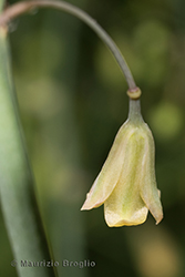 Immagine 4 di 6 - Asparagus officinalis L.