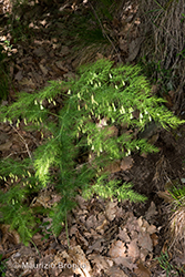 Immagine 2 di 12 - Asparagus tenuifolius Lam.