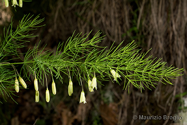 Immagine 5 di 12 - Asparagus tenuifolius Lam.