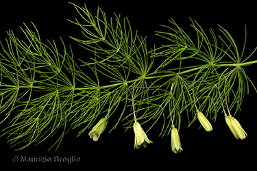 Immagine 6 di 12 - Asparagus tenuifolius Lam.