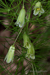 Immagine 7 di 12 - Asparagus tenuifolius Lam.