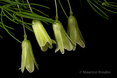 Immagine 9 di 12 - Asparagus tenuifolius Lam.