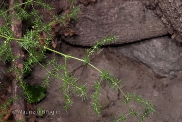 Immagine 1 di 6 - Asparagus acutifolius L.