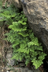 Immagine 1 di 5 - Asplenium cuneifolium Viv.