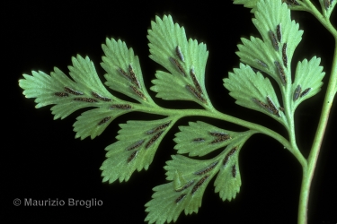 Immagine 5 di 5 - Asplenium cuneifolium Viv.