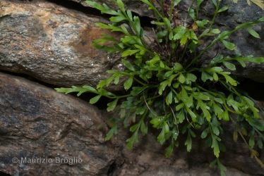 Immagine 1 di 3 - Asplenium x alternifolium Wulfen