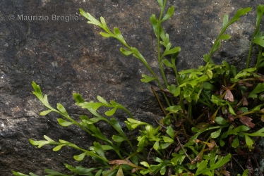 Immagine 2 di 3 - Asplenium x alternifolium Wulfen