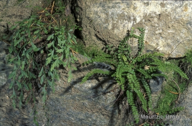 Immagine 3 di 3 - Asplenium x alternifolium Wulfen