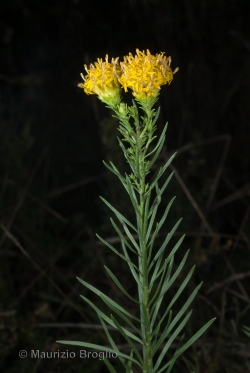 Galatella linosyris (L.) Rchb.f.