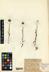 Immagine 1 di 1 - Erigeron neglectus A. Kern.