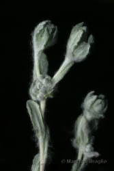 Immagine 4 di 4 - Bombycilaena erecta (L.) Smoljan.
