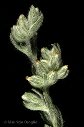 Immagine 5 di 5 - Filago arvensis L.