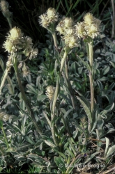 Immagine 3 di 5 - Antennaria dioica (L.) Gaertn.