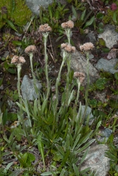 Immagine 2 di 6 - Antennaria carpatica (Wahlenb.) Bluff & Fingerh.