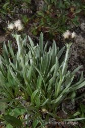 Immagine 3 di 6 - Antennaria carpatica (Wahlenb.) Bluff & Fingerh.