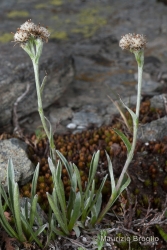 Immagine 4 di 6 - Antennaria carpatica (Wahlenb.) Bluff & Fingerh.
