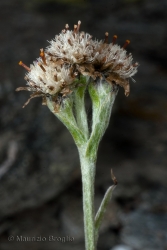 Immagine 6 di 6 - Antennaria carpatica (Wahlenb.) Bluff & Fingerh.