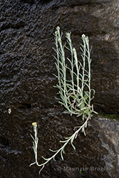 Immagine 1 di 4 - Helichrysum luteoalbum (L.) Rchb.