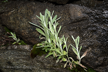 Immagine 2 di 4 - Helichrysum luteoalbum (L.) Rchb.