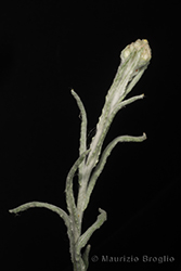 Immagine 3 di 4 - Helichrysum luteoalbum (L.) Rchb.