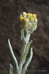 Immagine 4 di 4 - Helichrysum luteoalbum (L.) Rchb.