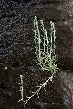 Helichrysum luteoalbum (L.) Rchb.